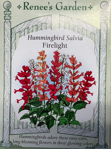 Salvia - Hummingbird Firelight