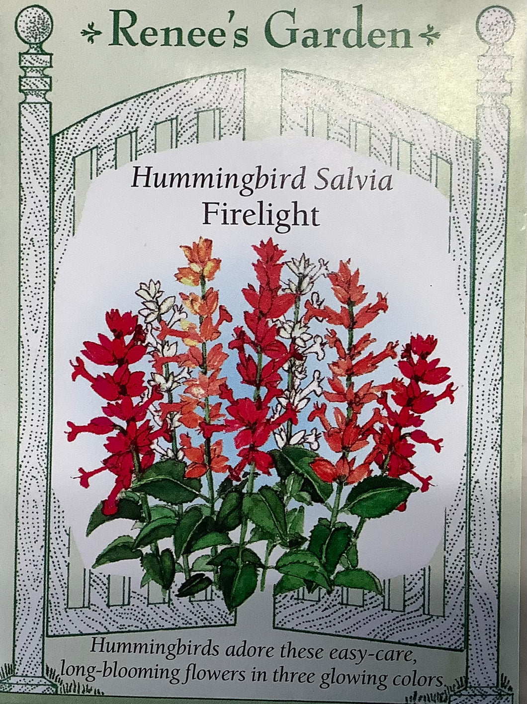 Salvia - Hummingbird Firelight