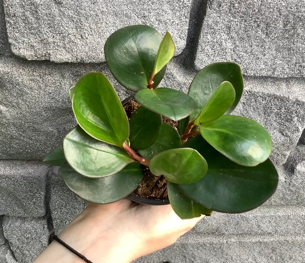 Peperomia: Green 4