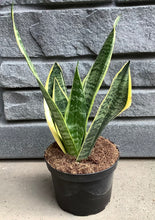 Load image into Gallery viewer, Sanseveria: Laurentii, 6”
