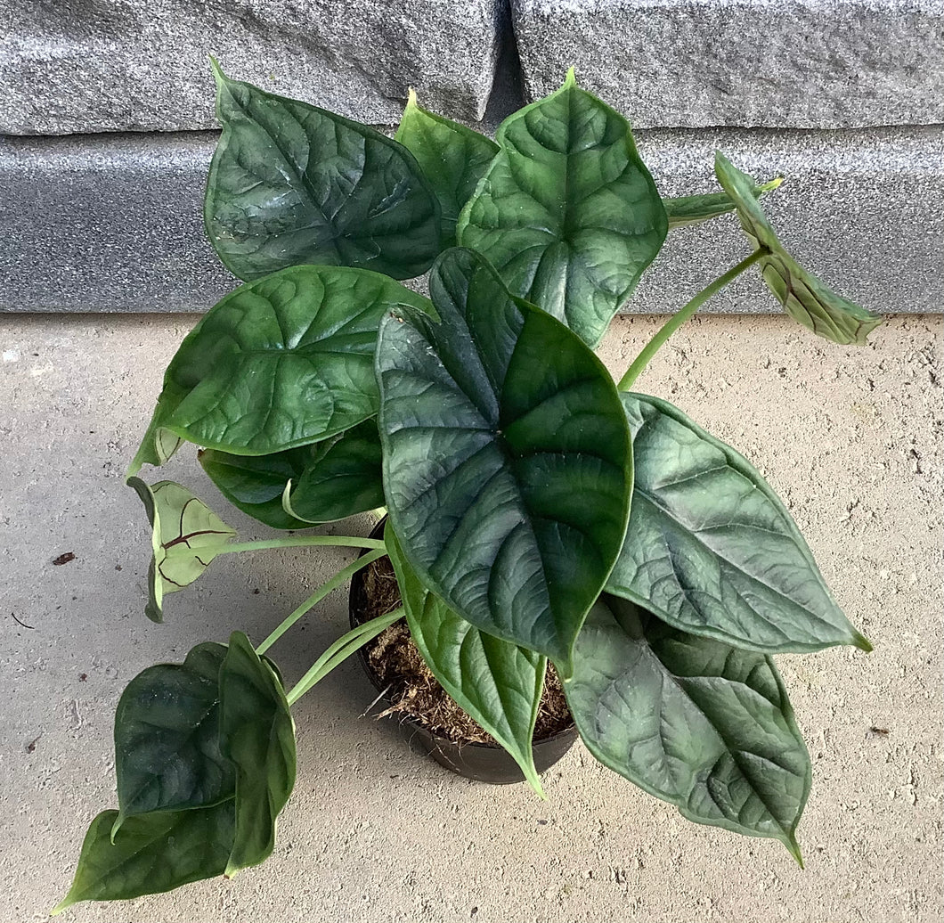 Alocasia: Dragon Scale 4