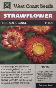 Strawflower - King Size Orange