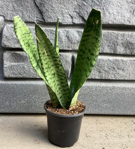 Sansevieria: Robusta 4"