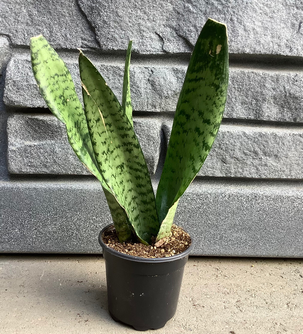 sansevieria robusta care Sansevieria: Robusta 4" – Sherwood Greenhouse and Garden Centre Ltd