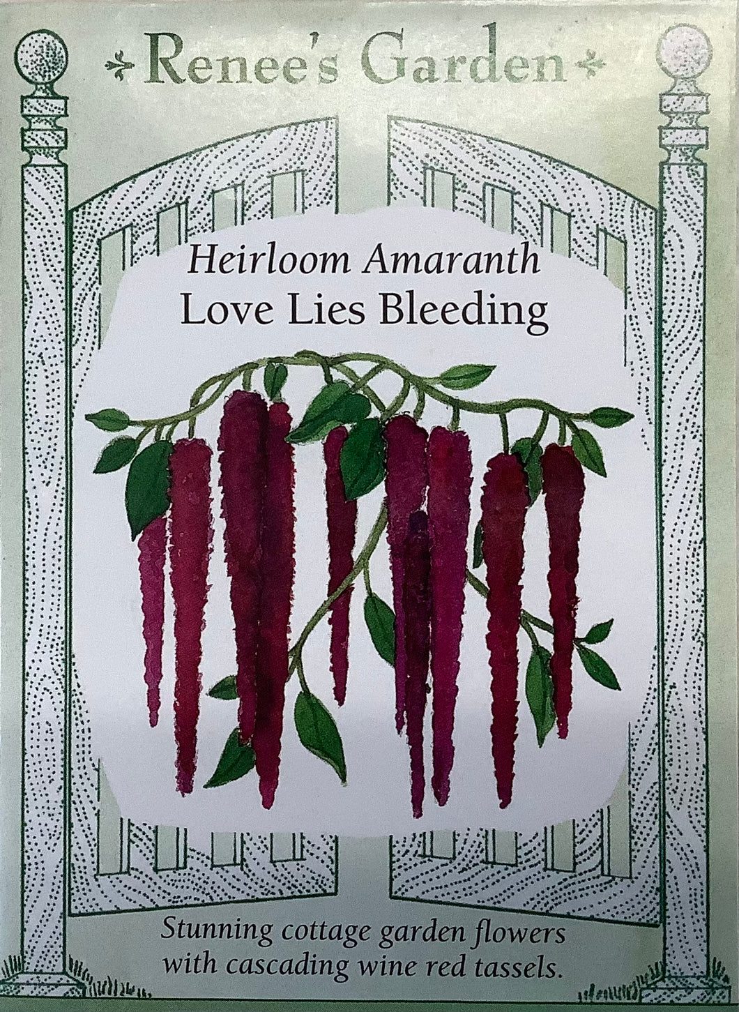 Amaranth - Heirloom Love Lies Bleeding