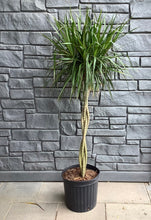 Load image into Gallery viewer, Dracaena: Marginata Braided 12&quot;
