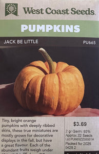 Pumpkin - Jack Be Little