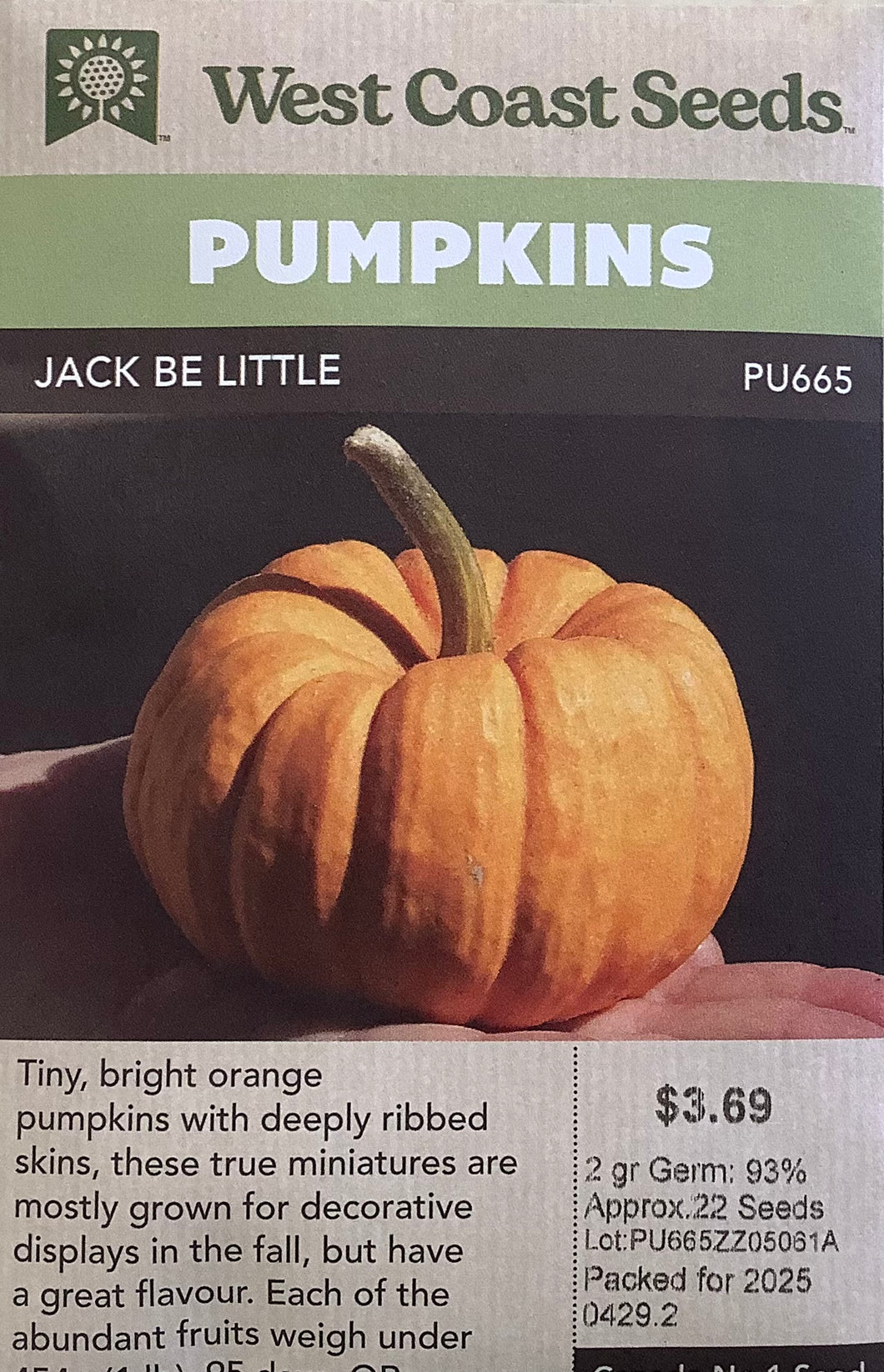 Pumpkin - Jack Be Little