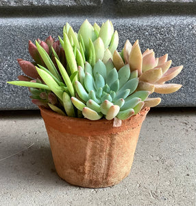 3" Assorted Succulents in Mini Window Terra Cotta Pot