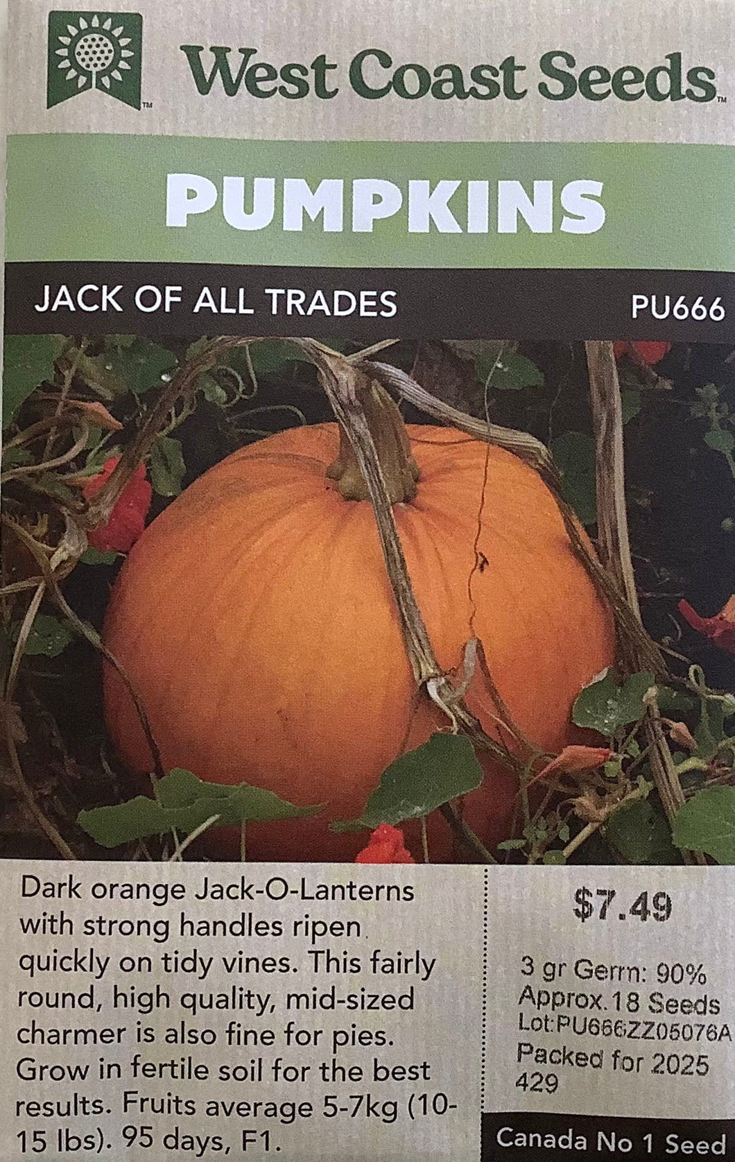 Pumpkin - Jack of All Trades
