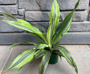 Dracaena: Warneckii Lemon Lime - 4"