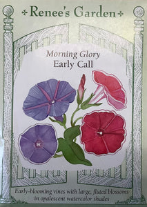 Morning Glory - Early Call