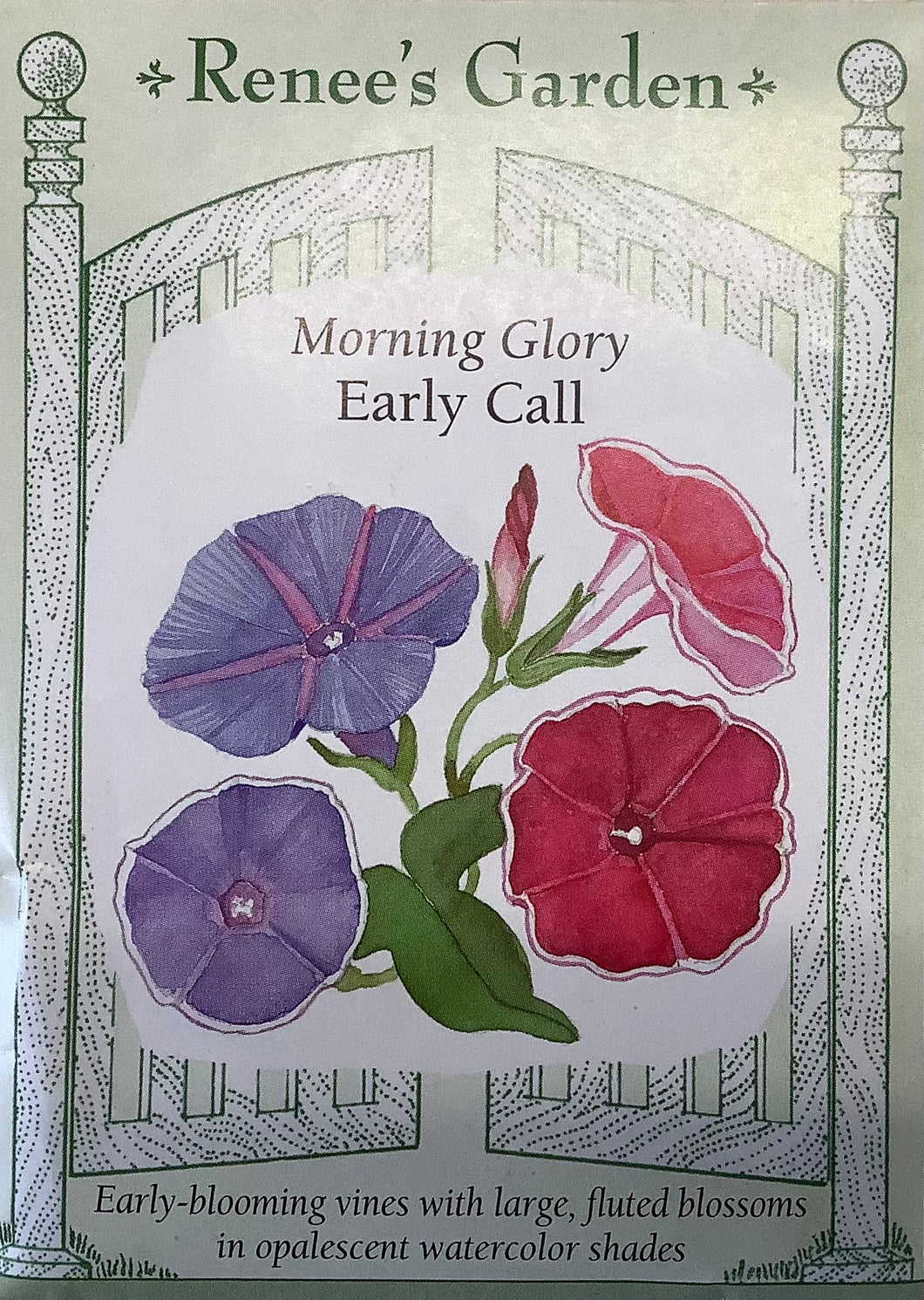Morning Glory - Early Call