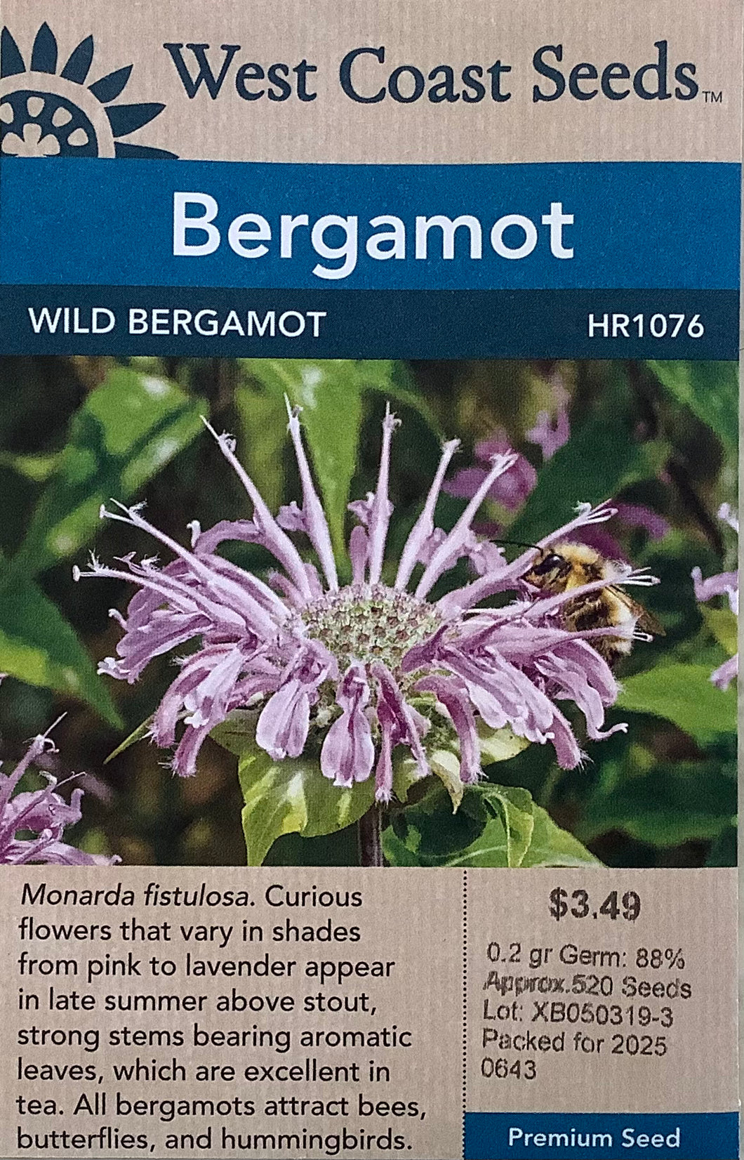 Bergamot - Wild Bergamot