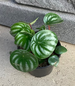 Peperomia: Watermelon 4"