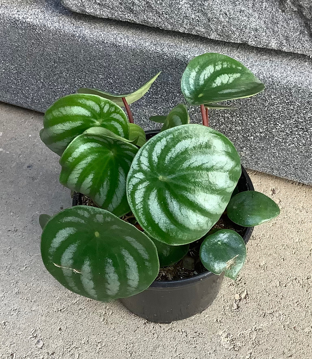 Peperomia: Watermelon 4