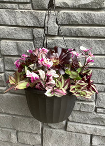 Succulent Hanging Basket Black with Assorted Tradescantia - 11"