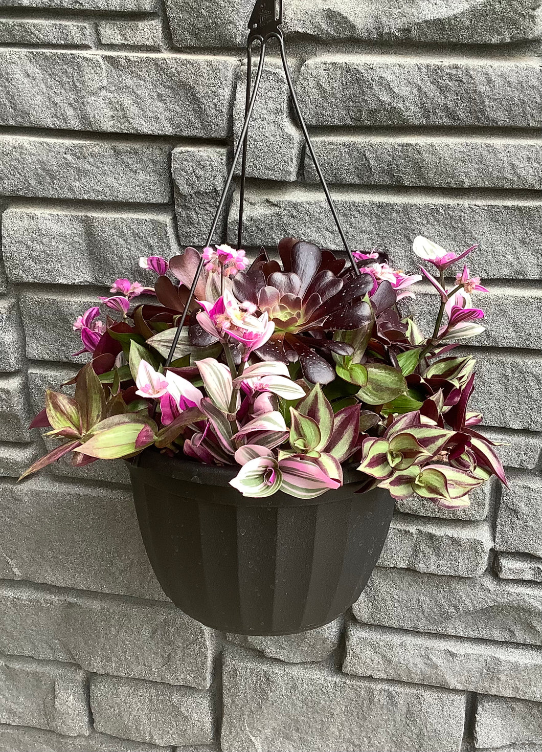 Succulent Hanging Basket Black with Assorted Tradescantia - 11