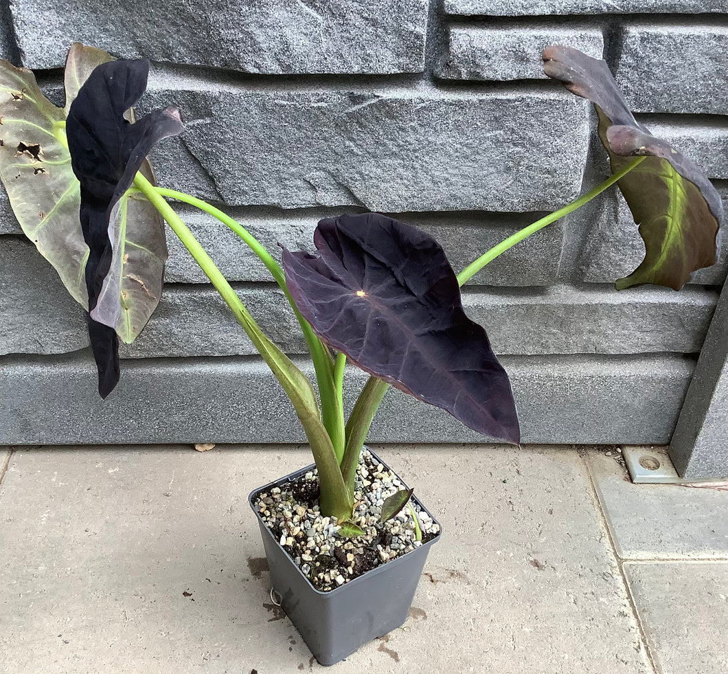 Colocasia Coal Miner DKGRY SIL