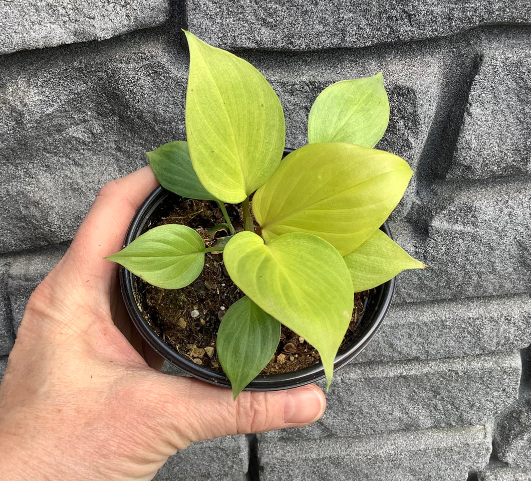 Homalomena: Sunshine Gem 4