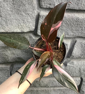 Philodendron: Pink Princess 6"