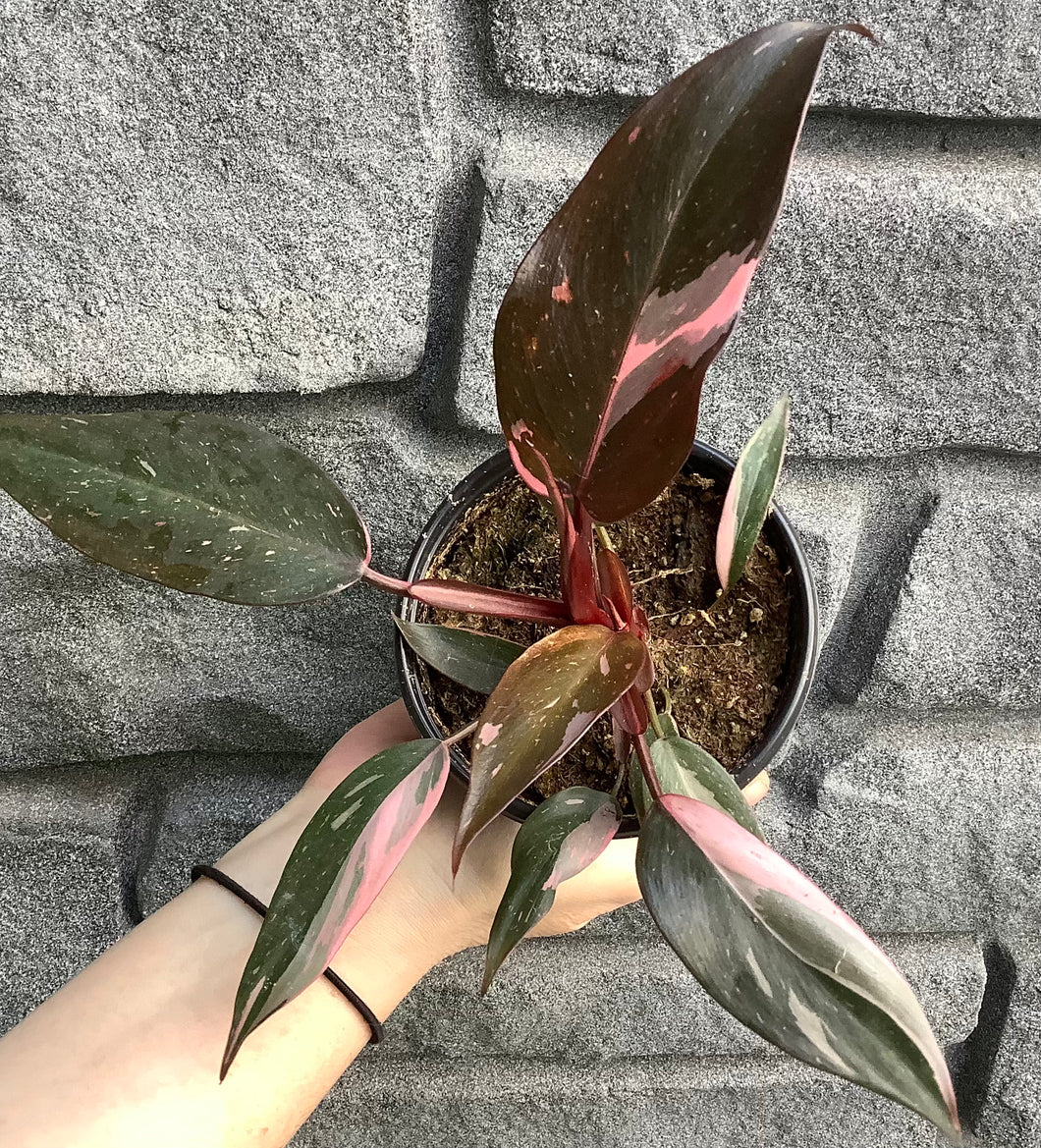 Philodendron: Pink Princess 6