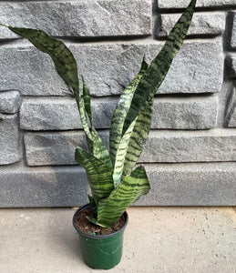 Sansevieria: Robusta 4"