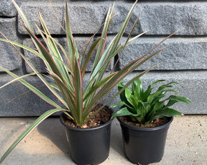 Dracaena 4" - Assorted