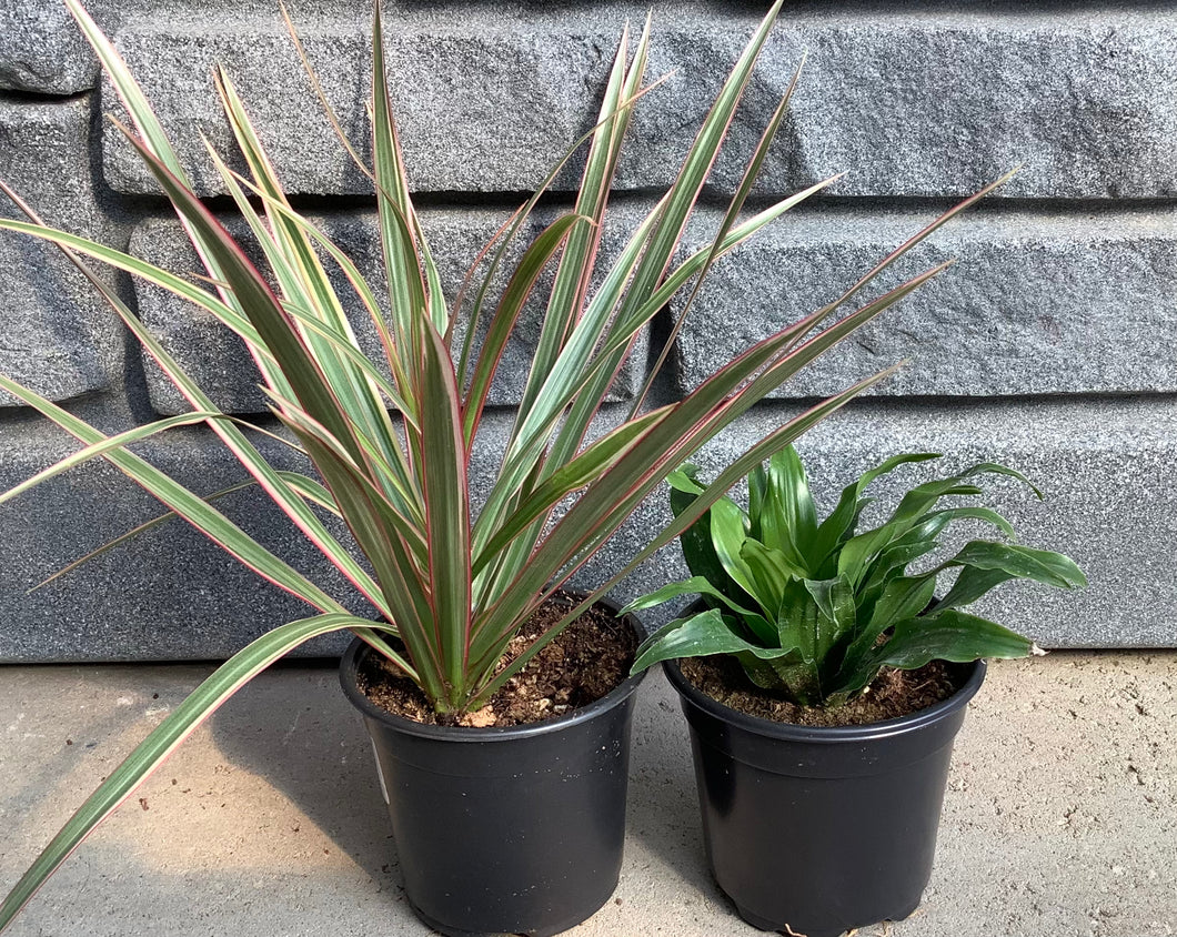 Dracaena 4