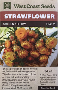 Strawflower - Golden Yellow