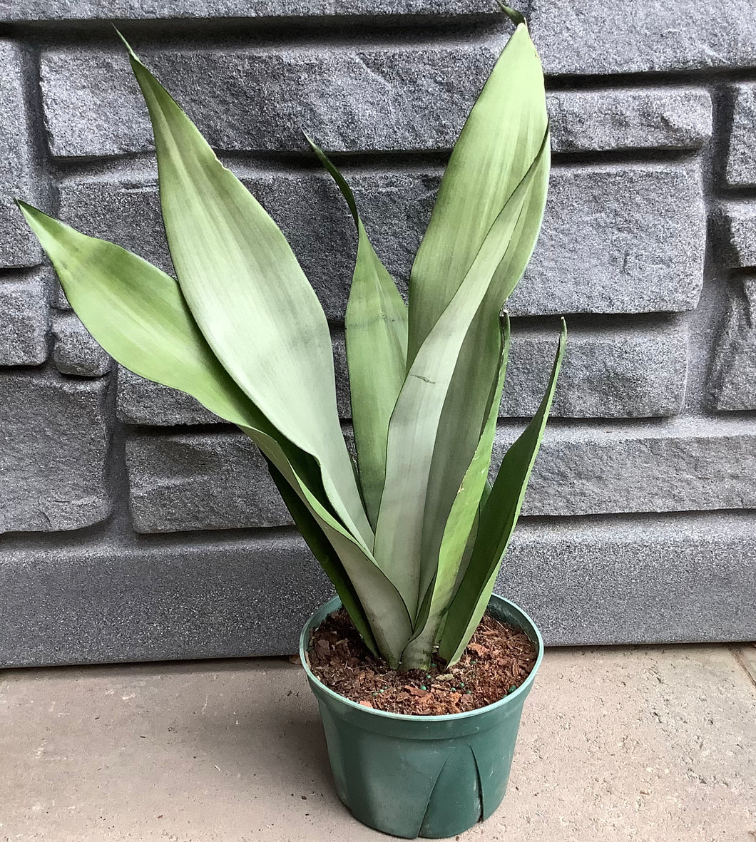 Sanseveria: Moon Shine 6”