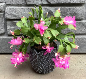 4" Christmas Cactus