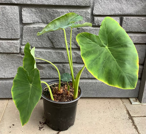 Colocasia Elephant Ears - 1 Gal