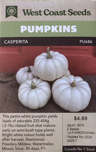 Pumpkin -Casperita
