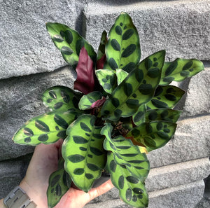 Calathea: Rattlesnake 4"