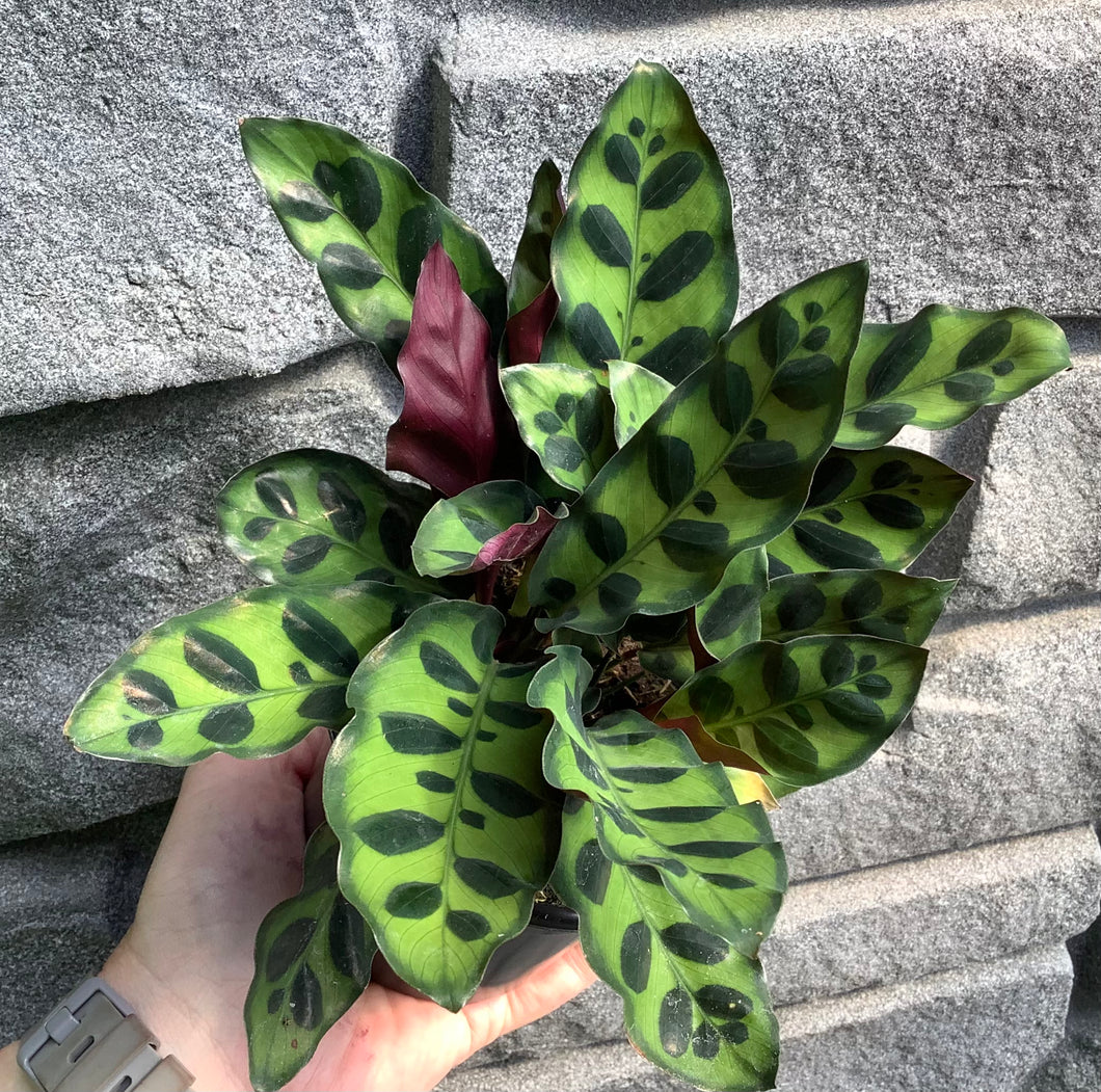 Calathea: Rattlesnake 4