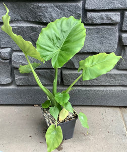 Alocasia California 5"
