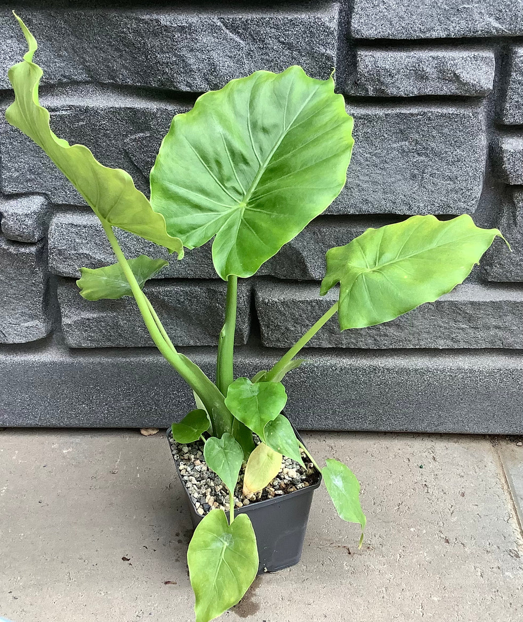 Alocasia California 5