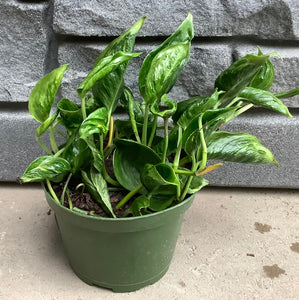 Pothos Shangri-La - 6"