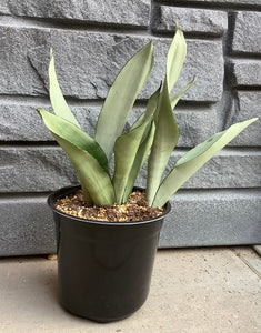 Sanseveria: Moon Shine - 1 Gal