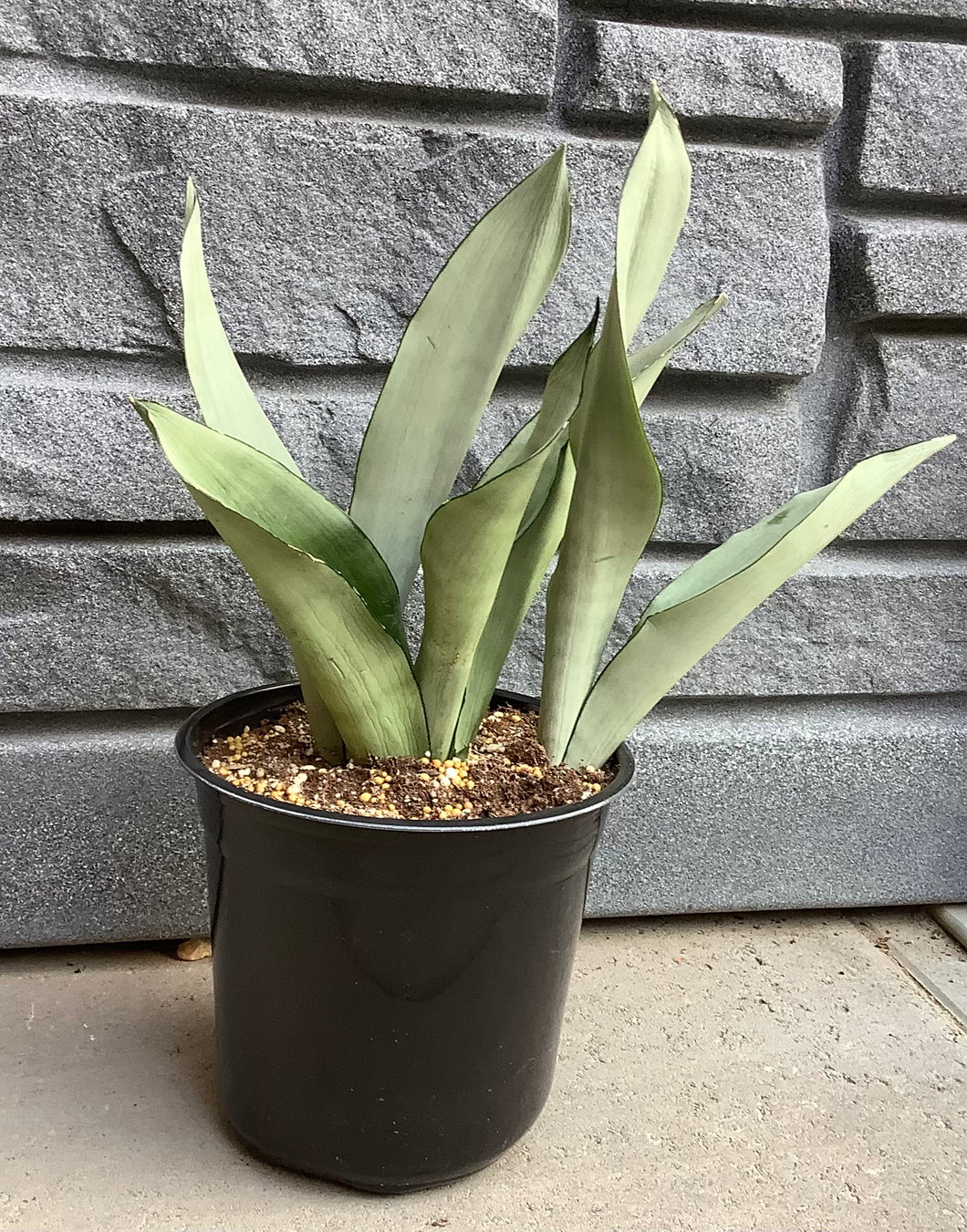 Sanseveria: Moon Shine - 1 Gal
