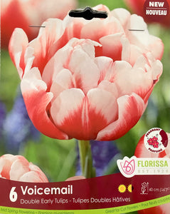 Tulip 'Voicemail' 12+ - 6 pack