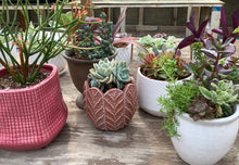 Load image into Gallery viewer, Succulent Mixed Pots

