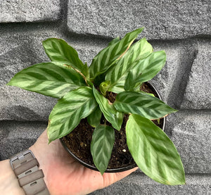 Calathea: Freddie 4"