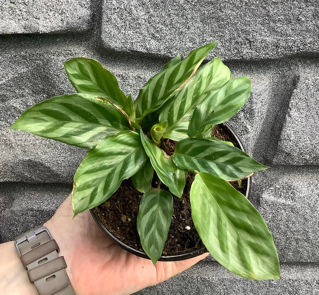Calathea: Freddie 4