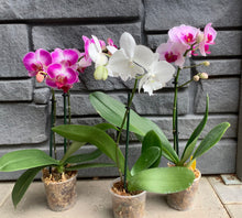 Load image into Gallery viewer, Orchid Phalenopsis 4&quot; (Moth)
