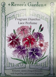 Dianthus - Lace Perfume