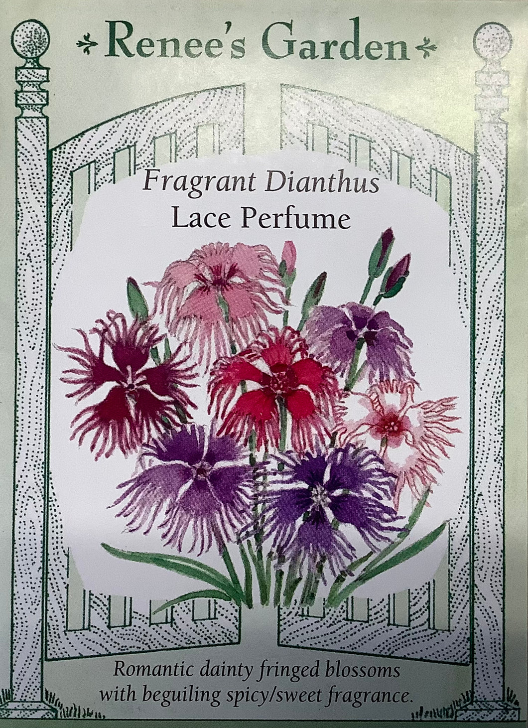 Dianthus - Lace Perfume