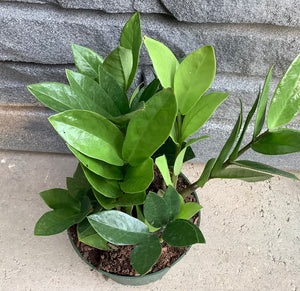 Zamioculas Zamiifolia: ZZ -  6"