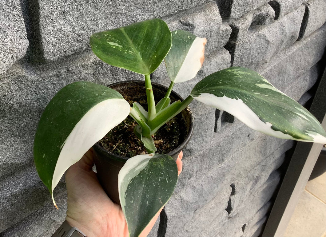 philodendron white wizard light requirements Philodendron: White Wizard 4" – Sherwood Greenhouse and Garden Centre Ltd